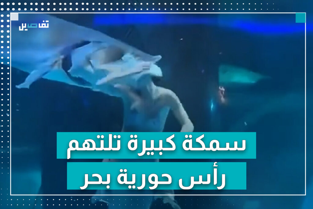 سمكة كبيرة تهاجم عارضة أزياء والتعويض 98 دولارًا فقط.. ما القصة؟