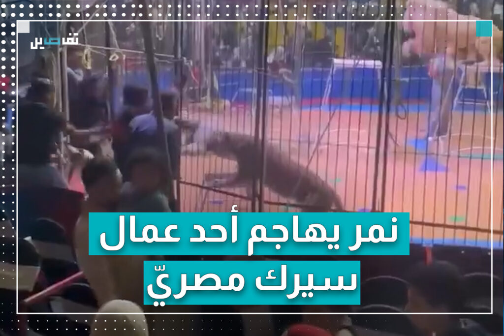 لحظة هجوم نمر على عامل في سيرك في مصر
